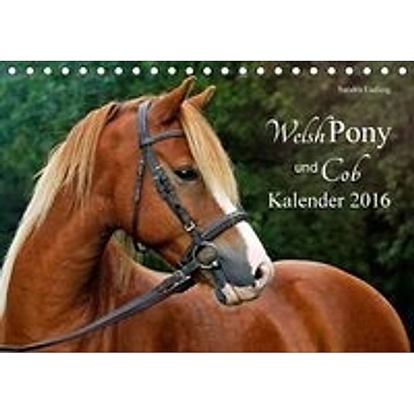 Welsh Pony und Cob Kalender 2016 (Tischkalender 2016 DIN A5 quer), Sandra Ludwig