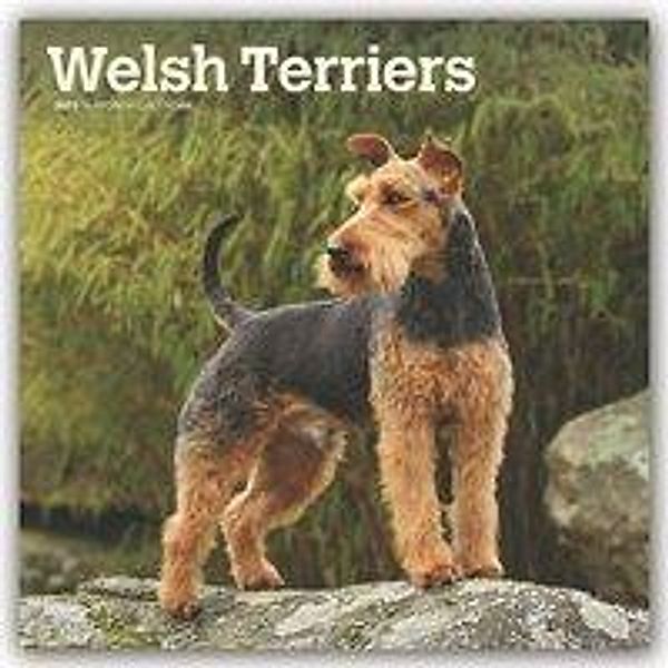 Welsh Terrier 2020, BrownTrout Publisher