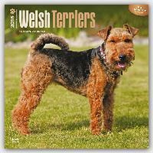 Welsh Terriers 2016