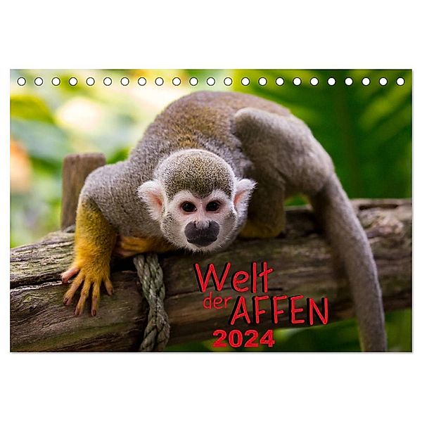Welt der Affen (Tischkalender 2024 DIN A5 quer), CALVENDO Monatskalender, M. Reznicek Photography