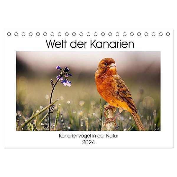 Welt der Kanarien (Tischkalender 2024 DIN A5 quer), CALVENDO Monatskalender, AkremaFotoArt