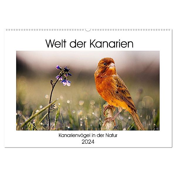 Welt der Kanarien (Wandkalender 2024 DIN A2 quer), CALVENDO Monatskalender, AkremaFotoArt