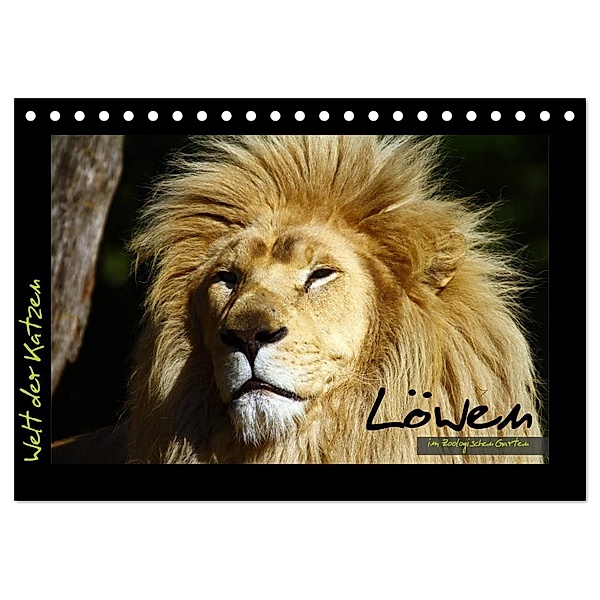 Welt der Katzen - Löwen (Tischkalender 2024 DIN A5 quer), CALVENDO Monatskalender, Marcus Skupin