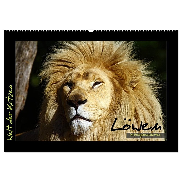 Welt der Katzen - Löwen (Wandkalender 2024 DIN A2 quer), CALVENDO Monatskalender, Marcus Skupin