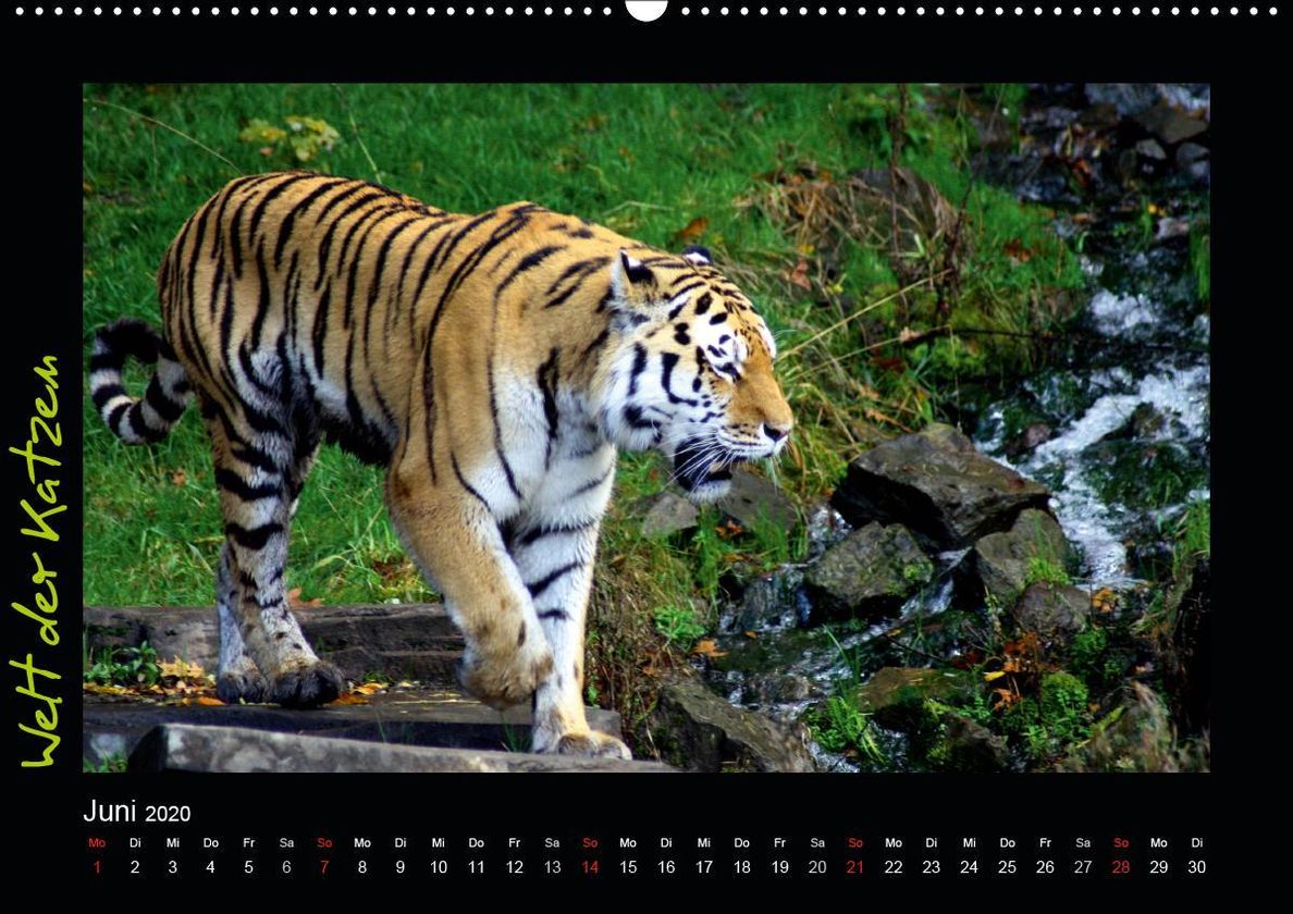 Welt der Katzen - Tiger Premium-Kalender 2020 DIN A2 quer - Kalender  bestellen