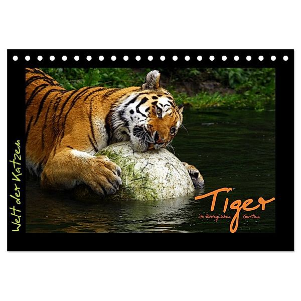 Welt der Katzen - Tiger (Tischkalender 2024 DIN A5 quer), CALVENDO Monatskalender, Marcus Skupin