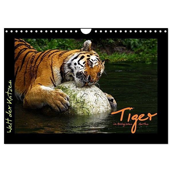 Welt der Katzen - Tiger (Wandkalender 2024 DIN A4 quer), CALVENDO Monatskalender, Marcus Skupin