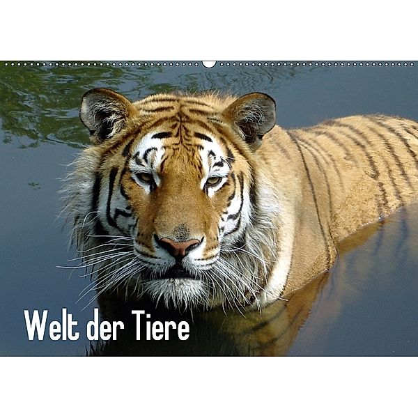 Welt der Tiere (Wandkalender 2018 DIN A2 quer), Tanja Riedel