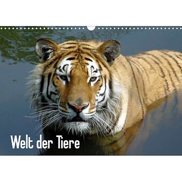 Welt der Tiere (Wandkalender 2022 DIN A3 quer), Tanja Riedel