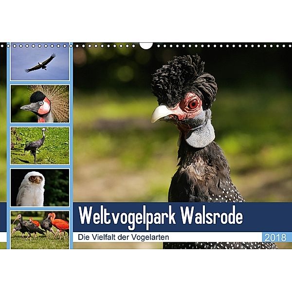 Weltvogelpark Walsrode - Die Vielfalt der Vogelarten (Wandkalender 2018 DIN A3 quer), Frank Gayde