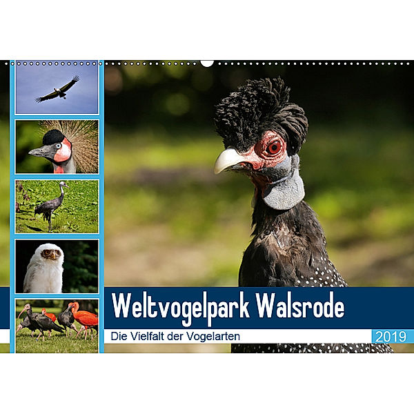 Weltvogelpark Walsrode - Die Vielfalt der Vogelarten (Wandkalender 2019 DIN A2 quer), Frank Gayde