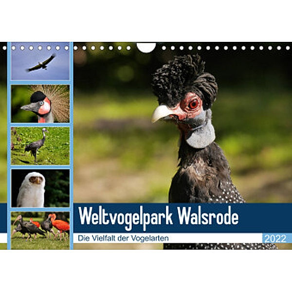 Weltvogelpark Walsrode - Die Vielfalt der Vogelarten (Wandkalender 2022 DIN A4 quer), Frank Gayde