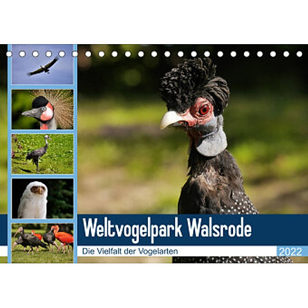 Weltvogelpark Walsrode - Die Vielfalt der Vogelarten (Tischkalender 2022 DIN A5 quer), Frank Gayde