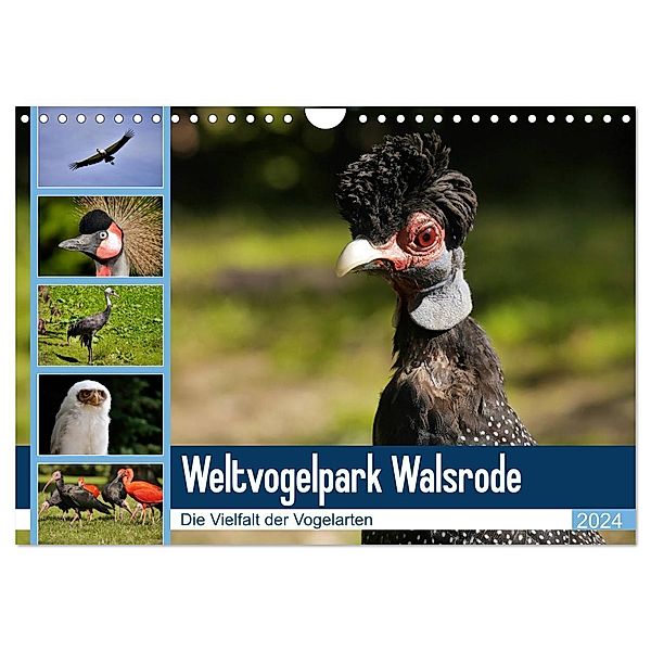 Weltvogelpark Walsrode - Die Vielfalt der Vogelarten (Wandkalender 2024 DIN A4 quer), CALVENDO Monatskalender, Frank Gayde