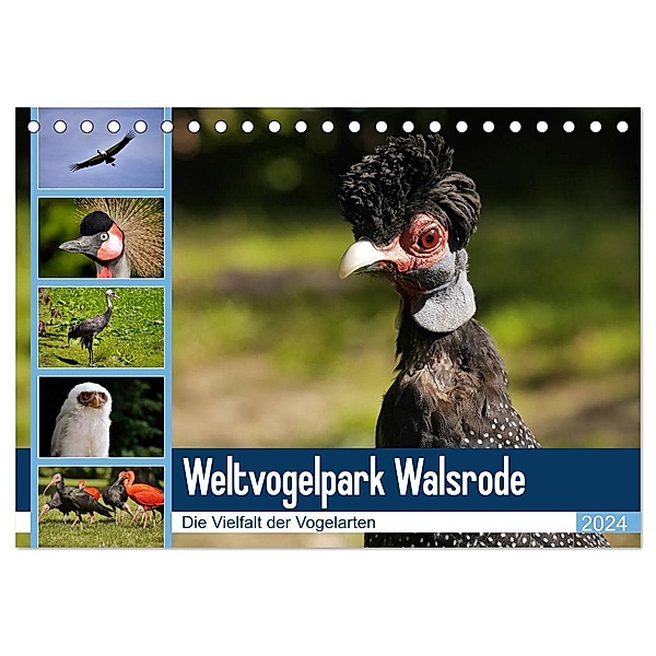 Weltvogelpark Walsrode - Die Vielfalt der Vogelarten (Tischkalender 2024 DIN A5 quer), CALVENDO Monatskalender, Frank Gayde