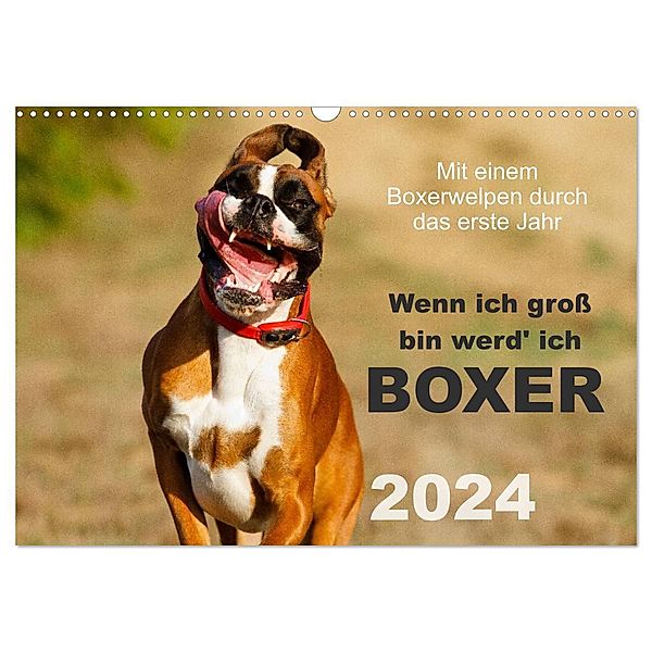 Wenn ich groß bin werd' ich Boxer (Wandkalender 2024 DIN A3 quer), CALVENDO Monatskalender, Kerstin Mielke