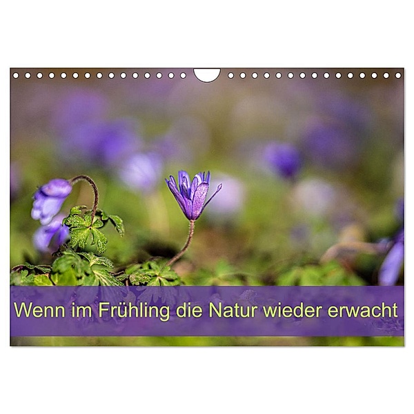 Wenn im Frühling die Natur wieder erwacht (Wandkalender 2025 DIN A4 quer), CALVENDO Monatskalender, Calvendo, Monika Scheurer