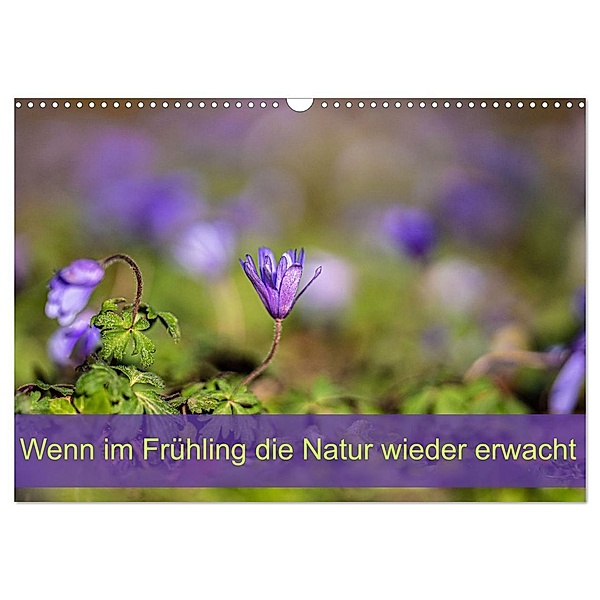 Wenn im Frühling die Natur wieder erwacht (Wandkalender 2025 DIN A3 quer), CALVENDO Monatskalender, Calvendo, Monika Scheurer