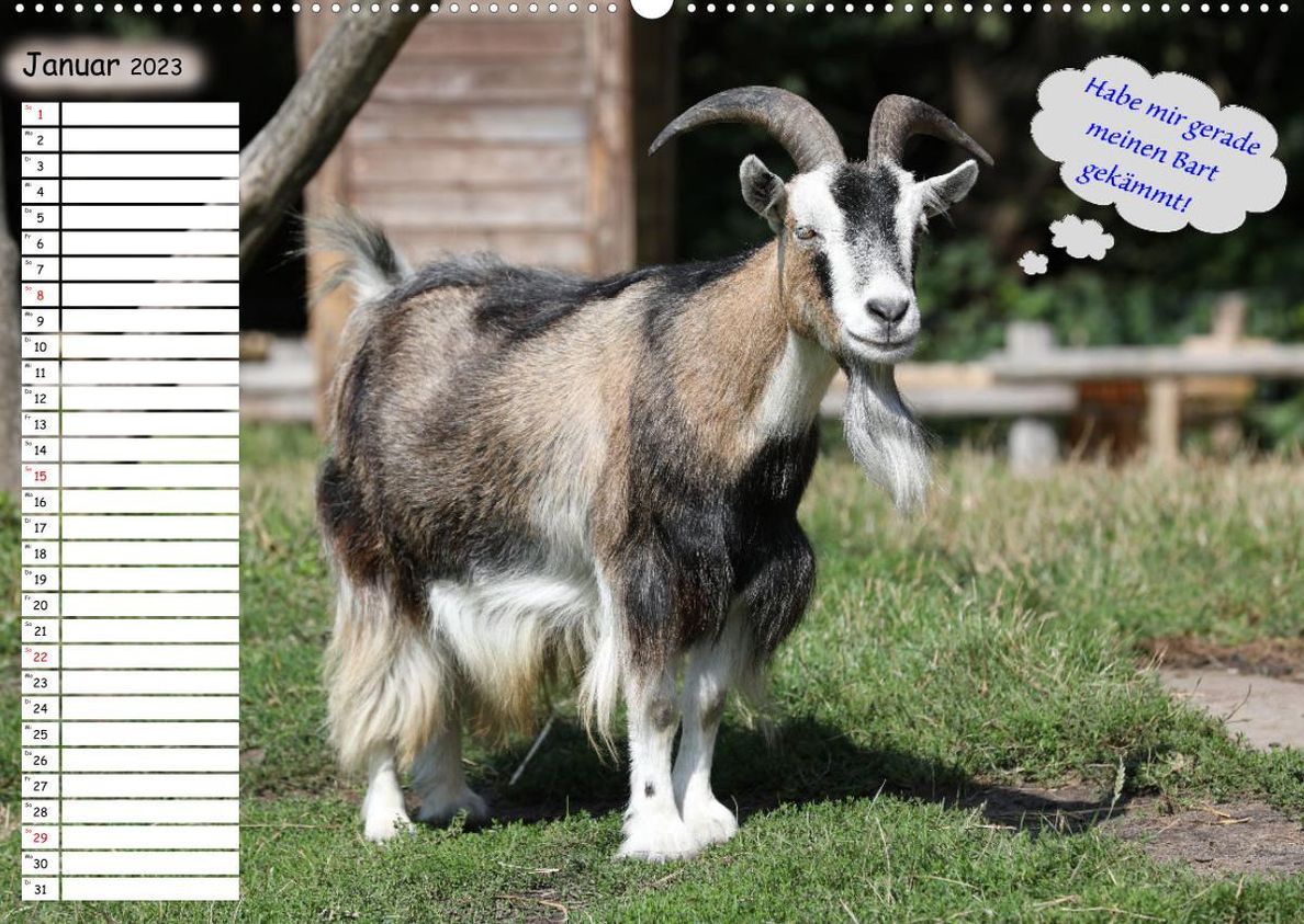 Wenn Tiere Sprechen könnten! Der lustige Sprüche Geburtstagskalender  Wandkalender 2023 DIN A2 quer