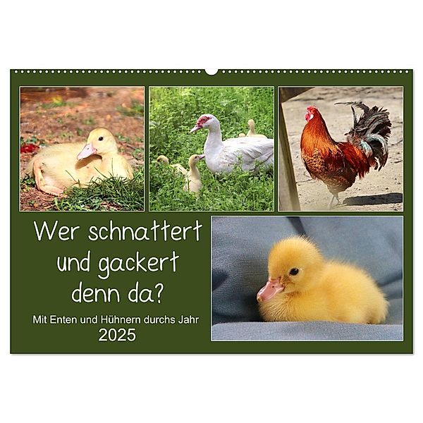 Wer gackert und schnattert denn da? Mit Enten und Hühnern durchs Jahr (Wandkalender 2025 DIN A2 quer), CALVENDO Monatskalender, Calvendo, Sabine Löwer