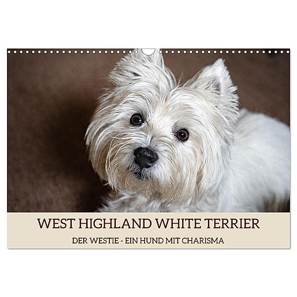 WEST HIGHLAND WHITE TERRIER - DER WESTIE - EIN HUND MIT CHARISMA (Wandkalender 2024 DIN A3 quer), CALVENDO Monatskalender, Angela Rohde