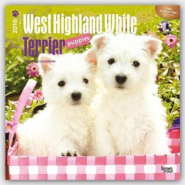 West Highland White Terrier Puppies 2016
