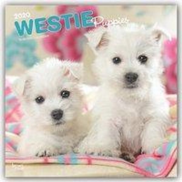 West Highland White Terrier Puppies - West Highland White Terrier Welpen 2020, BrownTrout Publisher