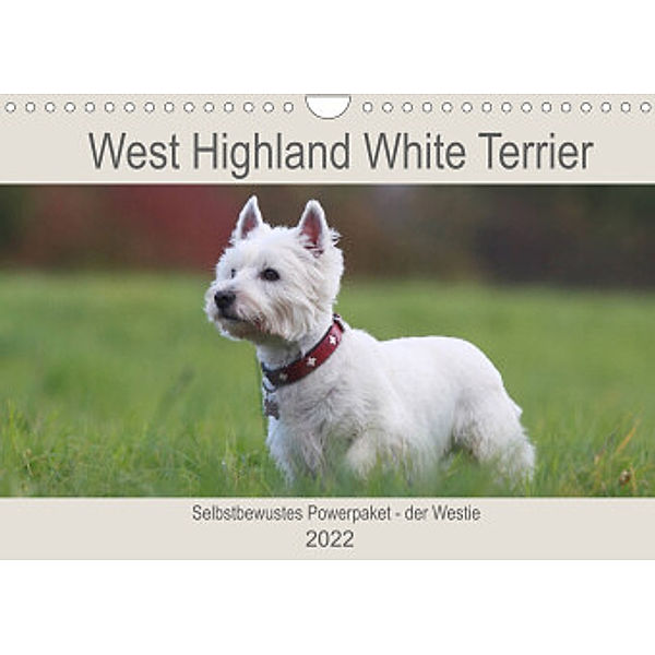 West Highland White Terrier - Selbstbewustes Powerpaket - der Westie (Wandkalender 2022 DIN A4 quer), Barbara Mielewczyk