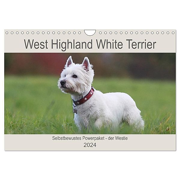 West Highland White Terrier - Selbstbewustes Powerpaket - der Westie (Wandkalender 2024 DIN A4 quer), CALVENDO Monatskalender, Barbara Mielewczyk