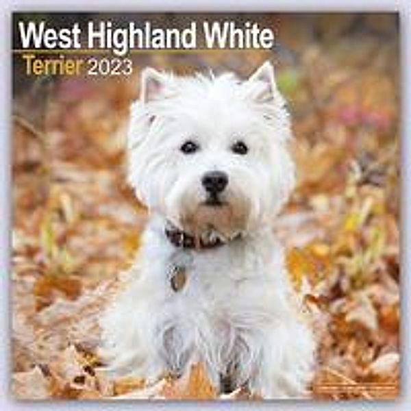 West Highland White Terrier - Westies 2023 - 16-Monatskalender, Avonside Publishing Ltd