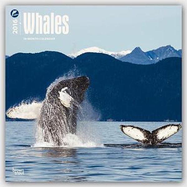 Whales 2016