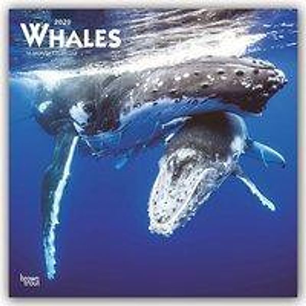 Whales - Wale 2020 - 16-Monatskalender, BrownTrout Publisher