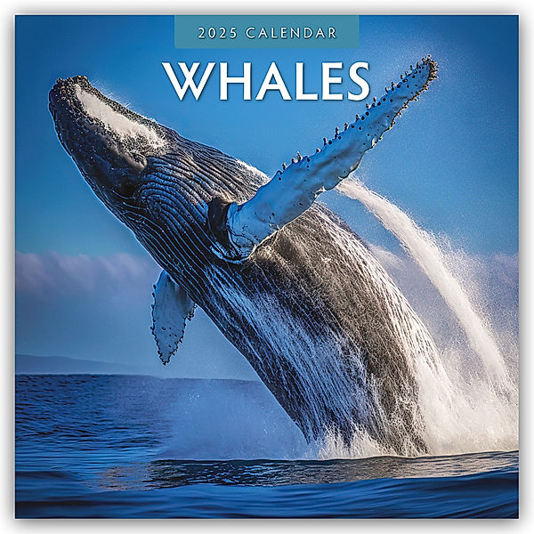 Whales - Wale 2025 - 16-Monatskalender, Red Robin Publishing Ltd