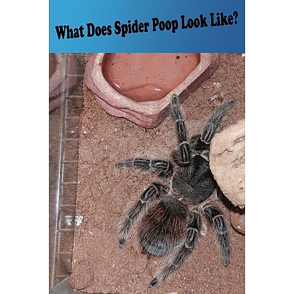 What Does Spider Poop Look Like?, N. A. Cauldron