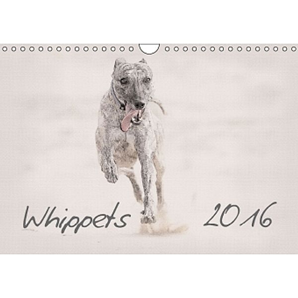 Whippet 2016 (Wandkalender 2016 DIN A4 quer), Andrea Redecker