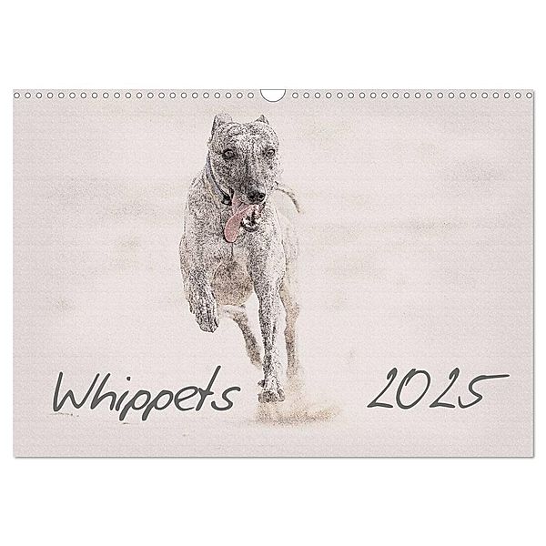 Whippet 2025 (Wandkalender 2025 DIN A3 quer), CALVENDO Monatskalender, Calvendo, Andrea Redecker