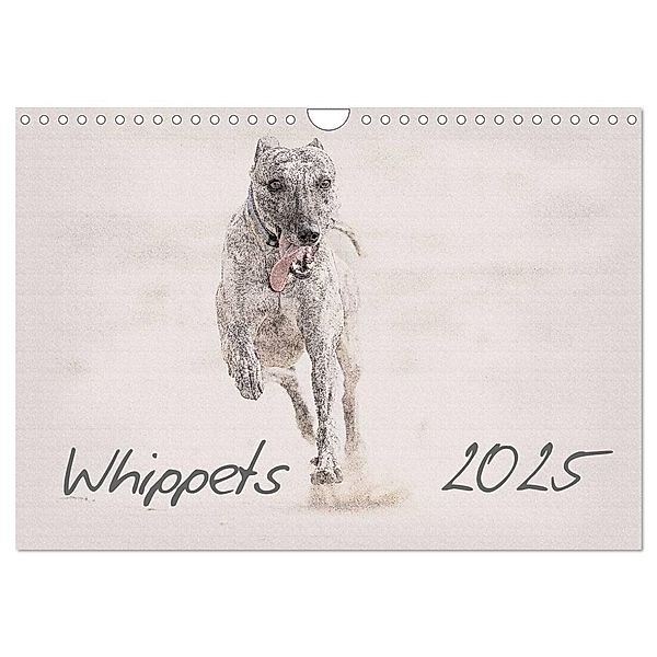 Whippet 2025 (Wandkalender 2025 DIN A4 quer), CALVENDO Monatskalender, Calvendo, Andrea Redecker