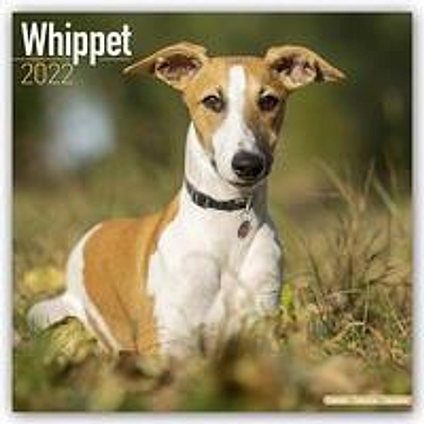 Whippet - Kleine Englische Windhunde 2022 - 16-Monatskalender, Avonside Publishing Ltd