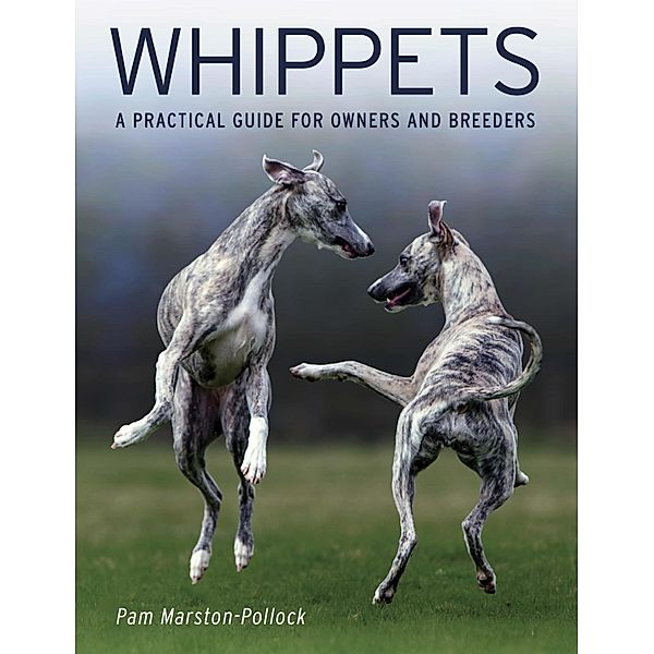 Whippets, Pam Marston-Pollock