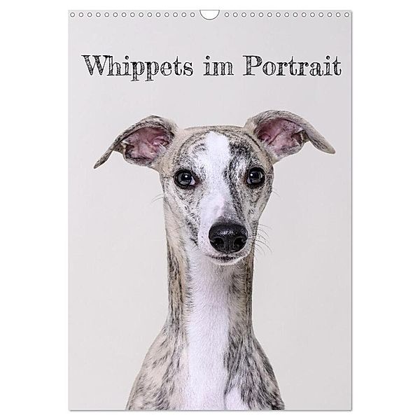 Whippets im Portrait (Wandkalender 2024 DIN A3 hoch), CALVENDO Monatskalender, Petra Hofmann