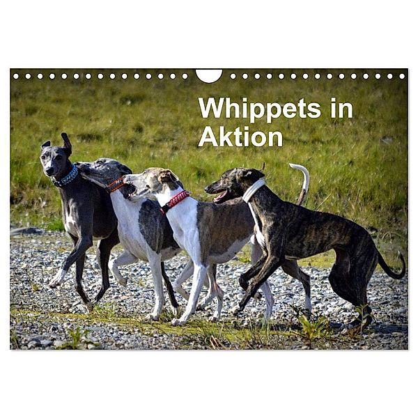 Whippets in Aktion (Wandkalender 2024 DIN A4 quer), CALVENDO Monatskalender, Ula Redl