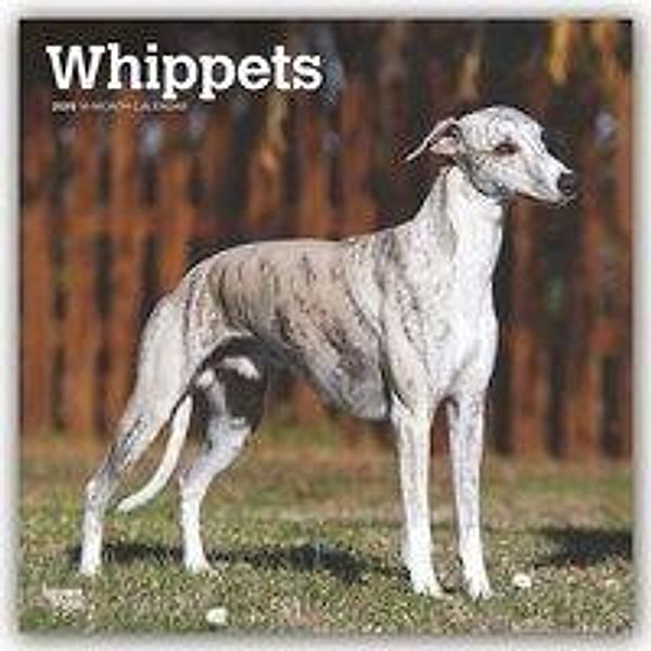 Whippets - Kleine Englische Windhunde 2020, BrownTrout Publisher