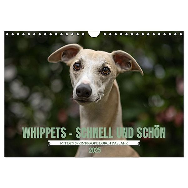 WHIPPETS - SCHNELL UND SCHÖN (Wandkalender 2025 DIN A4 quer), CALVENDO Monatskalender, Calvendo, Nicola Kassat Fotografie