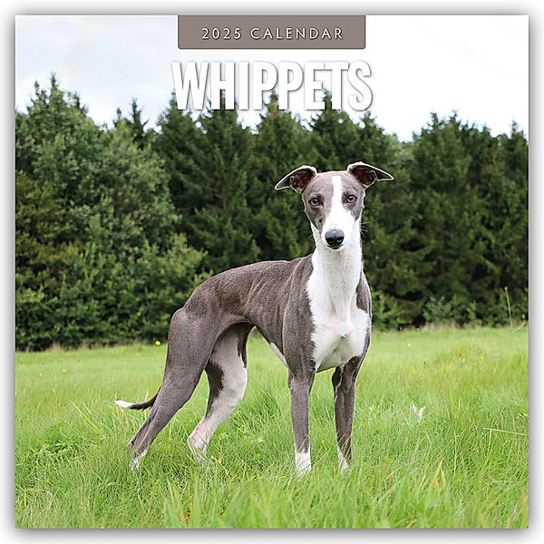 Whippets - Whippet - Britischer Windhund 2025 - 16-Monatskalender, Red Robin Publishing Ltd