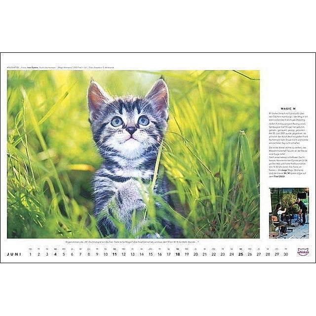 Whiskas Katzenkalender 2023. Foto-Wandkalender mit süßen Katzen und  lustigen Geschichten. Wandkalender 2023 in schönem D - Kalender bestellen