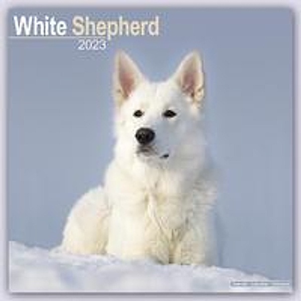 White German Shepherd - Weiße Schäferhunde 2023 - 16-Monatsk, Avonside Publishing Ltd.