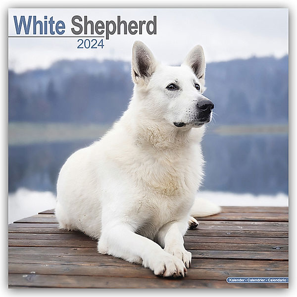 White German Shepherd - Weiße Schäferhunde 2024 - 16-Monatskalender, Avonside Publishing Ltd.