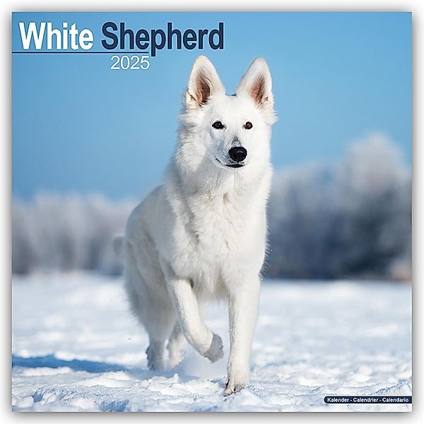 White German Shepherd - Weisser Schäferhund 2025 - 16-Monatskalender, Avonside Publishing Ltd.