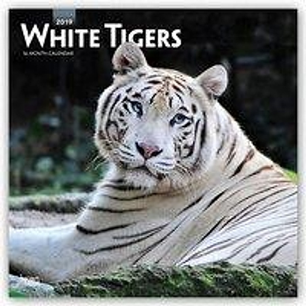 White Tigers 2019 Square Wall Calendar