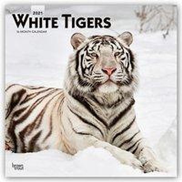 White Tigers - Weisse Tiger 2021 - 16-Monatskalender, White Tigers 2021